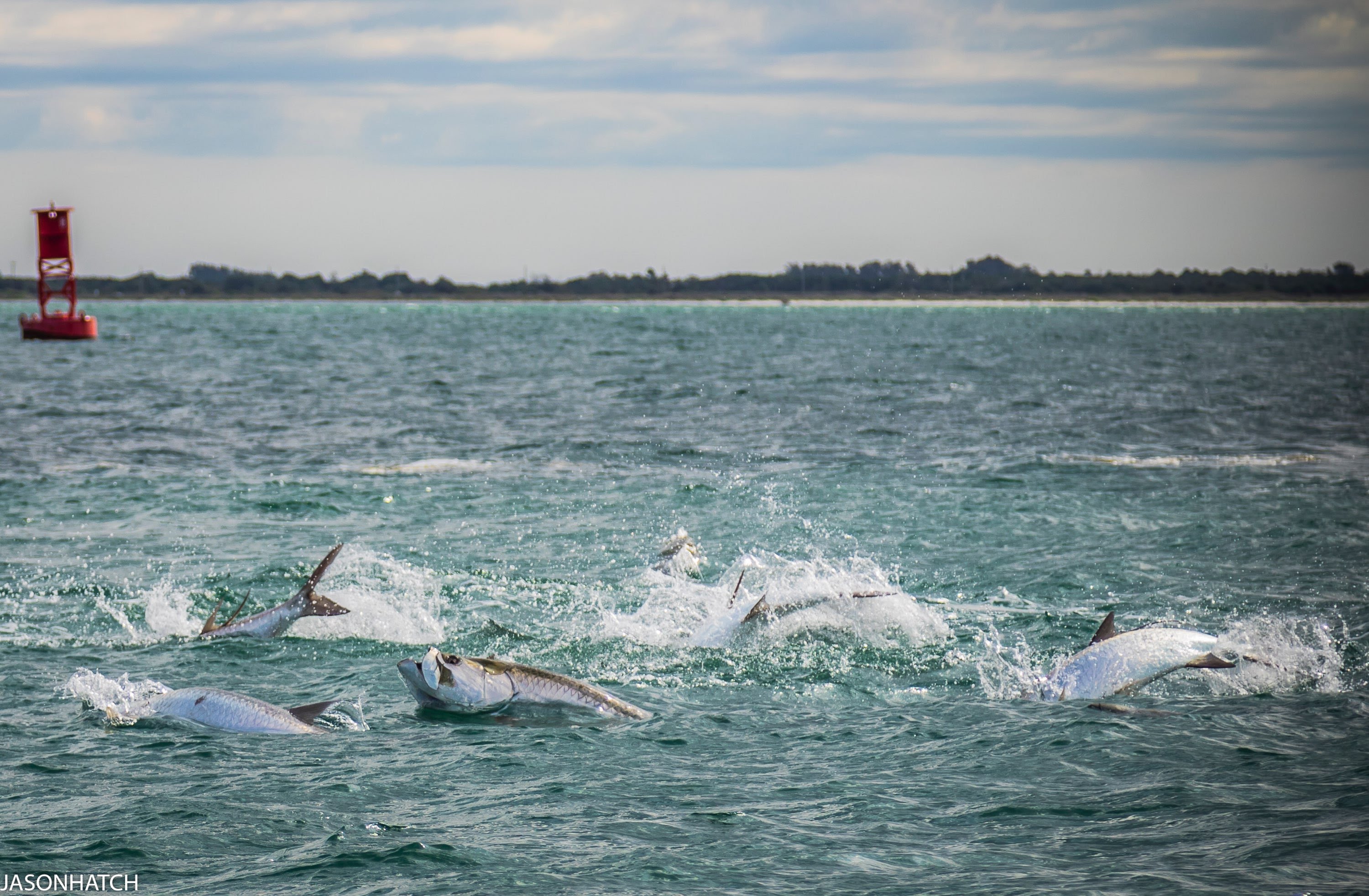 Tarpon Fishing Charter in St Petersburg